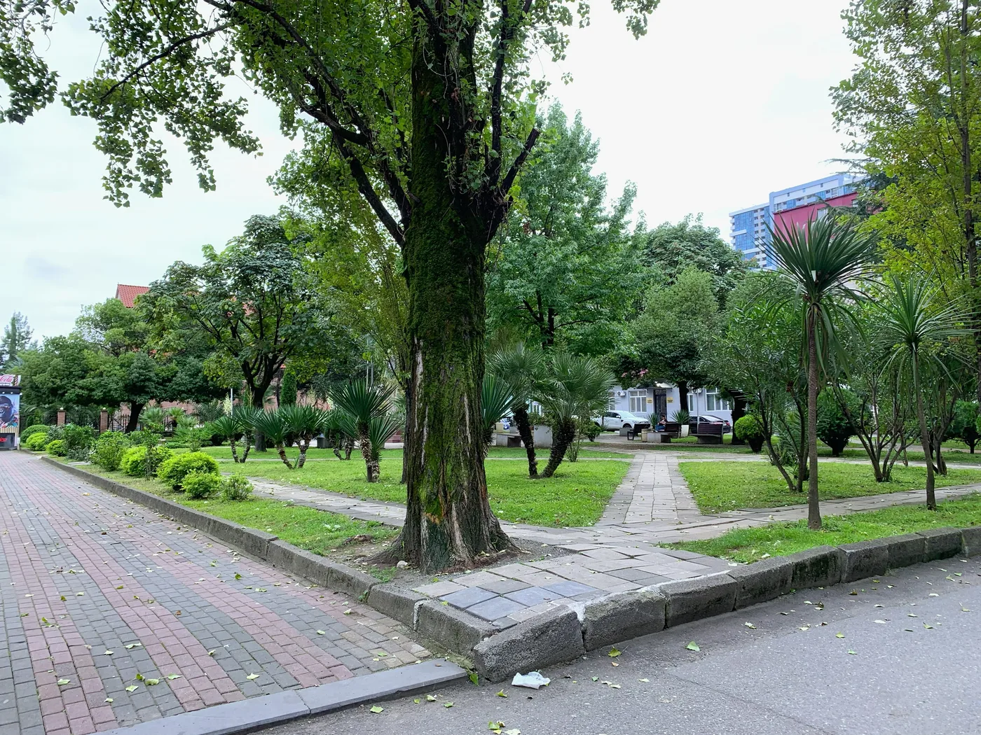 Зеленый сквер с пальмами в районе Джавахишвили